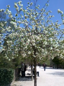 jardin des plantes