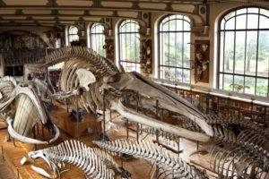 museum histoire naturelle paris