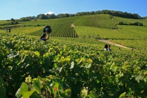 france vineyards